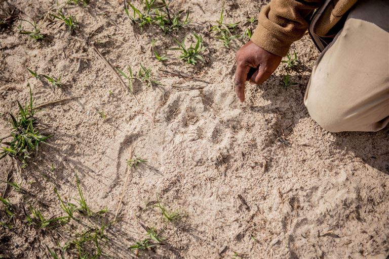 Safari Guide Experience ©StockNinja/istock